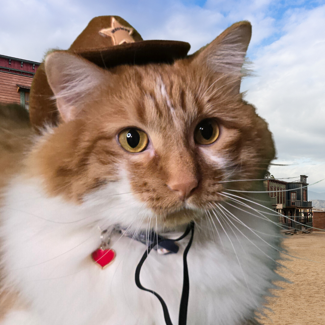 Cat Modeling Cowboy Hat