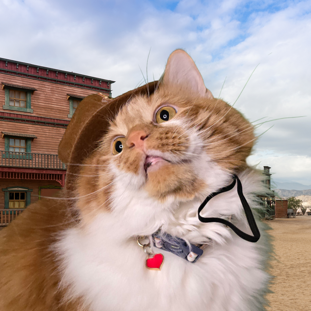 Meowdy Cowboy Cat Hat